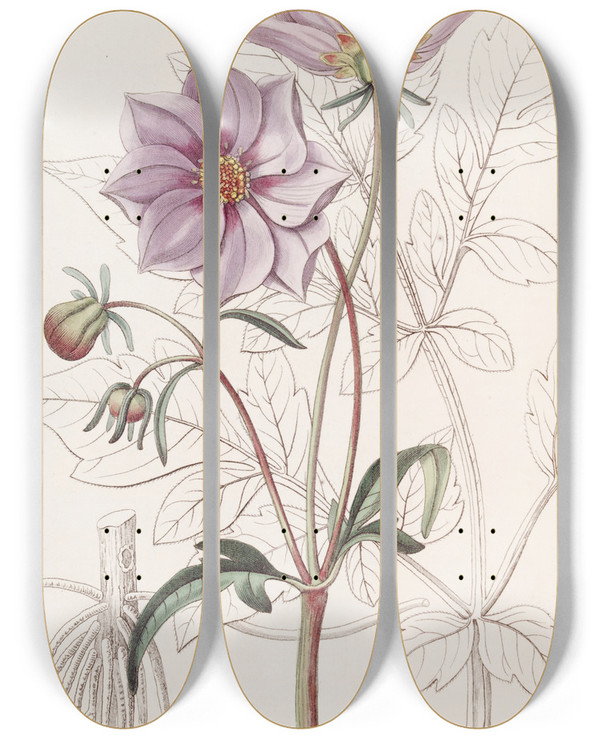 Triptych art skateboard deck of Sydenham Edwards Smooth Dwarf Dahlia by Sydenham Edwards (1768-1819)