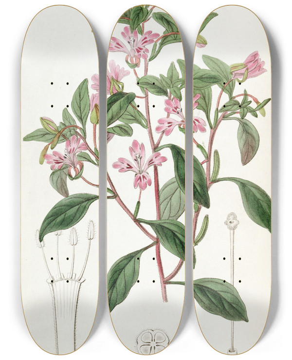 Triptych art skateboard deck of Sydenham Edwards Neat Eucharidium by Sydenham Edwards (1768-1819)