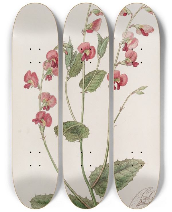 Triptych art skateboard deck of Sydenham Edwards Mr Mangless Chrorozema by Sydenham Edwards (1768-1819)