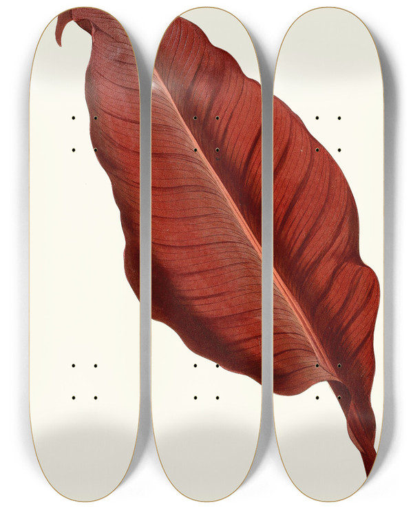 Triptych art skateboard deck of Edward Joseph Lowe Canna Atronigricans by Edward Joseph Lowe (1825-1900)