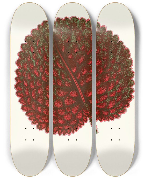 Triptych art skateboard deck of Edward Joseph Lowe Gesneria Exoniensis by Edward Joseph Lowe (1825-1900)