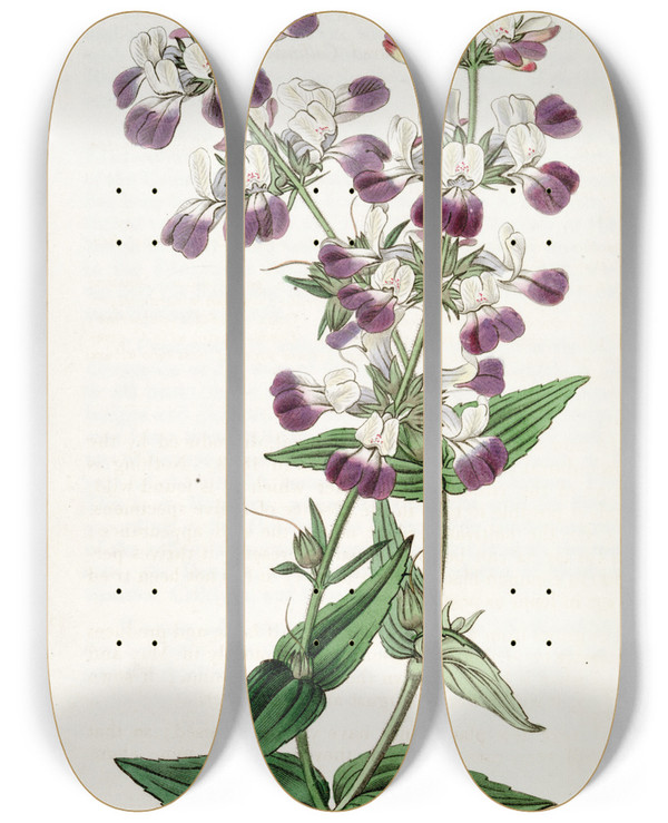 Triptych art skateboard deck of Sydenham Edwards Twocoloured Collinsia by Sydenham Edwards (1768-1819)