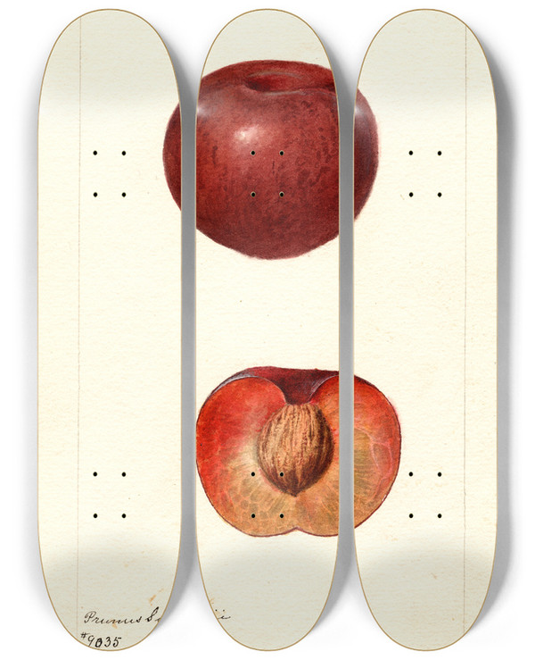 Triptych art skateboard deck of Deborah Griscom Passmore Prunus Simonii by Deborah Griscom Passmore (1840-1911)