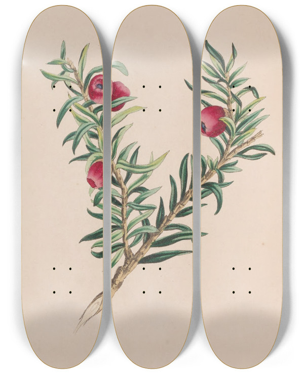 Triptych art skateboard deck of John Stevens Henslow Moss by John Stevens Henslow (1796-1861)