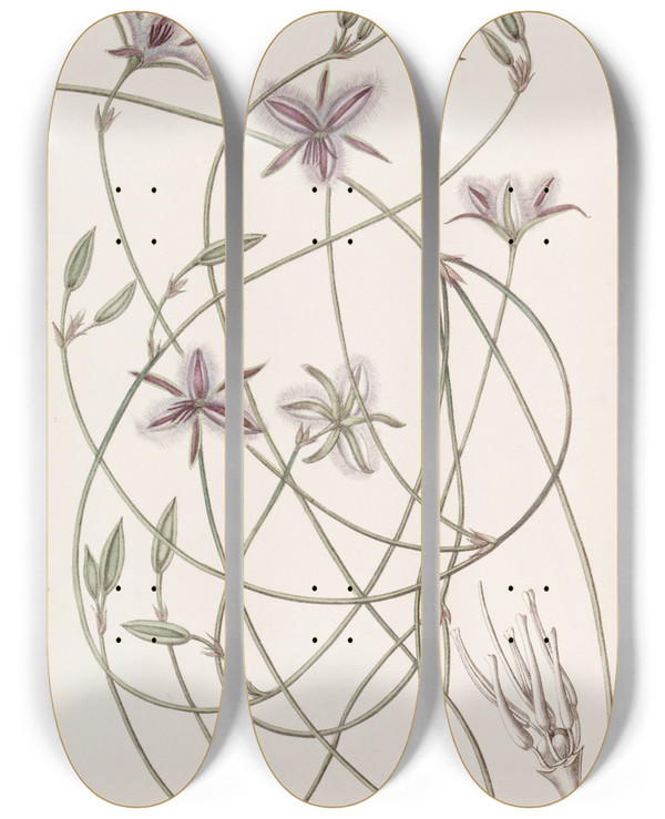 Triptych art skateboard deck of Sydenham Edwards Entangled Thysanotus by Sydenham Edwards (1768-1819)