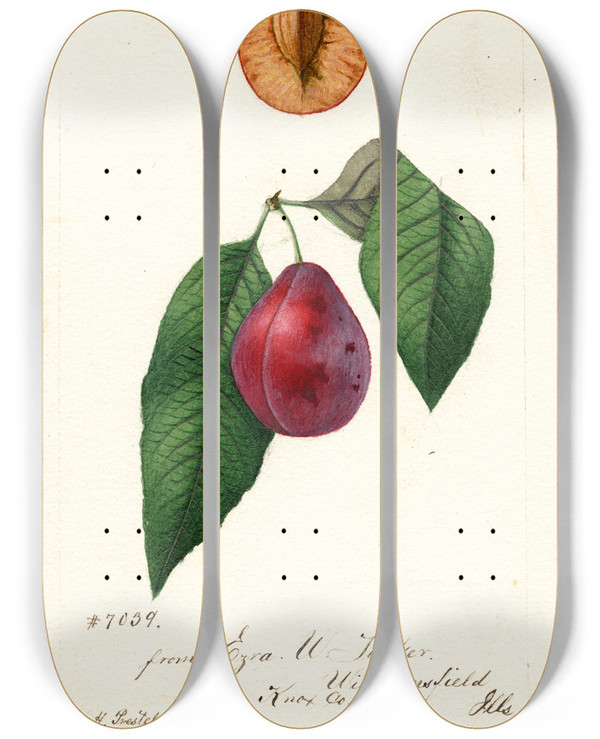 Triptych art skateboard deck of William Henry Prestele Prunus Domestica Tucker by William Henry Prestele (1838-1895)