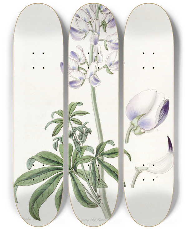 Triptych art skateboard deck of Sydenham Edwards River Lupine by Sydenham Edwards (1768-1819)