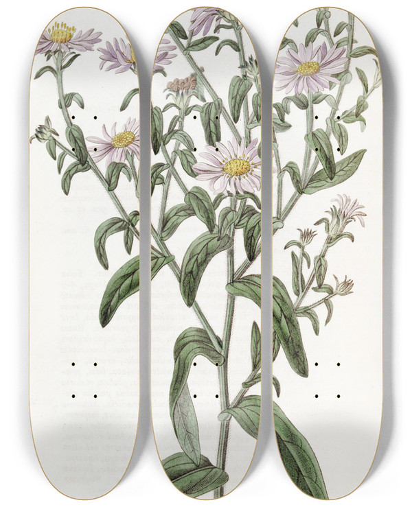 Triptych art skateboard deck of Sydenham Edwards Glossy Aster by Sydenham Edwards (1768-1819)
