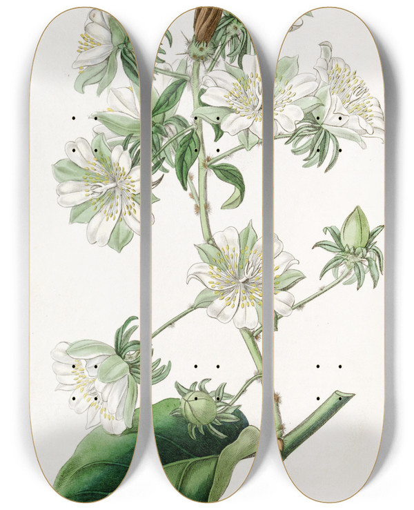 Triptych art skateboard deck of Sydenham Edwards Westindian Gooseberry by Sydenham Edwards (1768-1819)