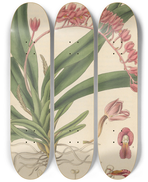 Triptych art skateboard deck of William Jackson Hooker Pleurothallis Coccinea by William Jackson Hooker (1785-1865)