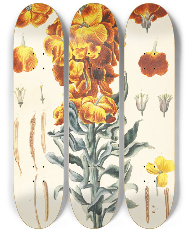 Triptych art skateboard deck of Elisabeth Blackwell Keiri by Elizabeth Blackwell (1707-1758)
