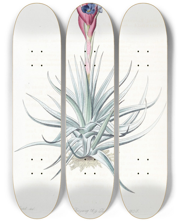 Triptych art skateboard deck of Sydenham Edwards Erect Tillandsia by Sydenham Edwards (1768-1819)