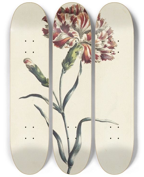 Triptych art skateboard deck of Carington Bowles Carnation by Carington Bowles (1724-1793)