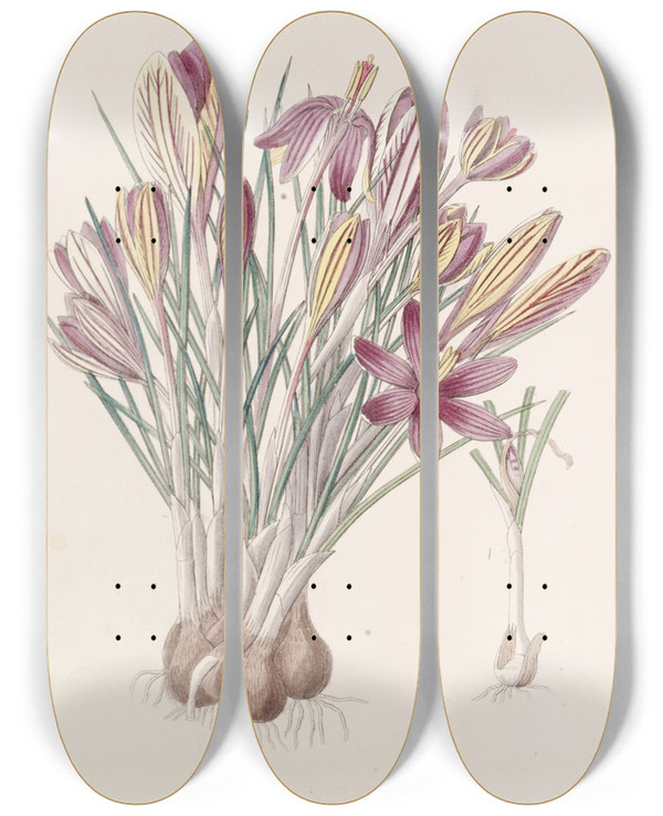 Triptych art skateboard deck of Sydenham Edwards Corsican Crocus by Sydenham Edwards (1768-1819)