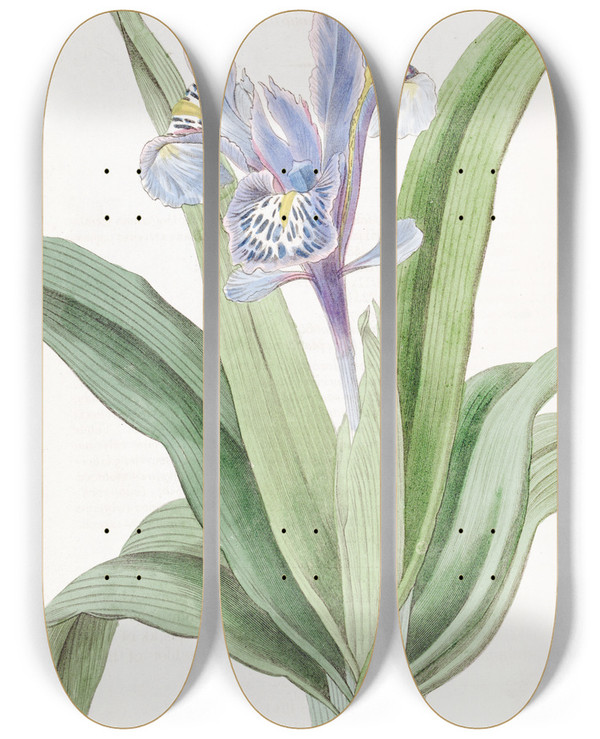 Triptych art skateboard deck of Sydenham Edwards Smallwinged Iris by Sydenham Edwards (1768-1819)