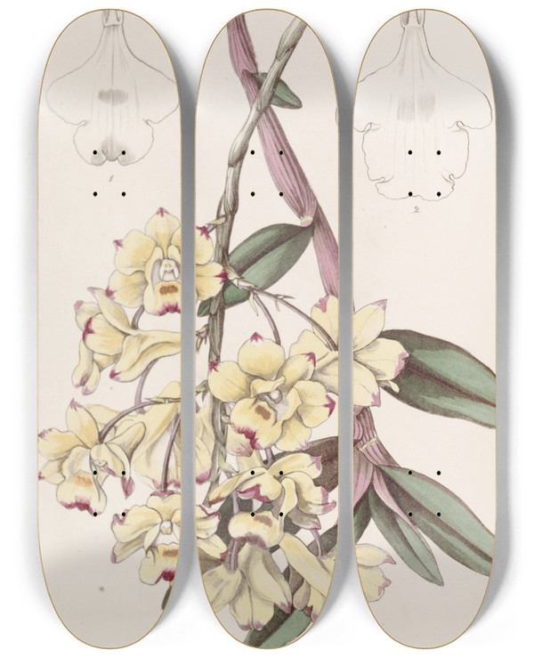 Triptych art skateboard deck of Sydenham Edwards Bloodstained Dendrobium by Sydenham Edwards (1768-1819)