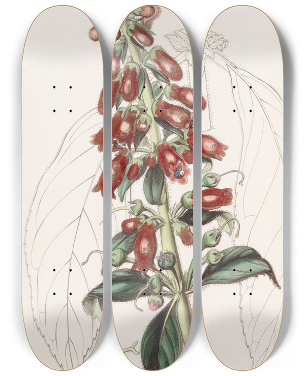 Triptych art skateboard deck of Sydenham Edwards Longleaved Gesnera by Sydenham Edwards (1768-1819)