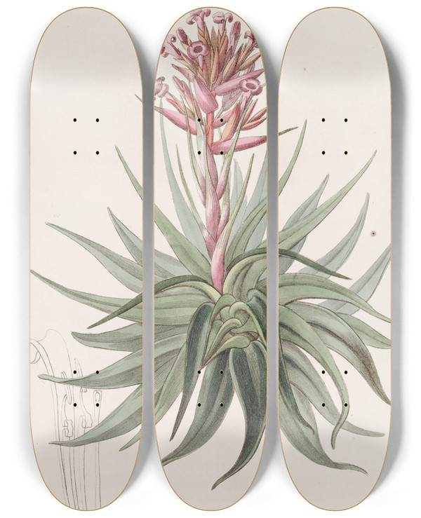 Triptych art skateboard deck of Sydenham Edwards Maddercoloured Tillandsia by Sydenham Edwards (1768-1819)