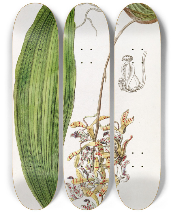Triptych art skateboard deck of Sydenham Edwards Bluntpetalled Cirrhaea by Sydenham Edwards (1768-1819)