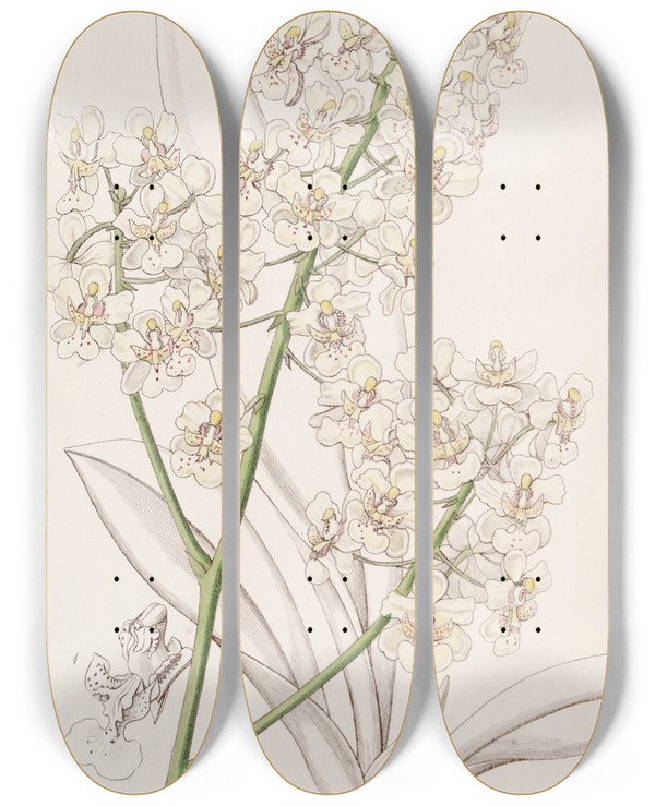 Triptych art skateboard deck of Sydenham Edwards Strawcoloured Oncidium by Sydenham Edwards (1768-1819)