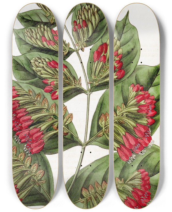 Triptych art skateboard deck of Sydenham Edwards Largeflowered Combretum by Sydenham Edwards (1768-1819)