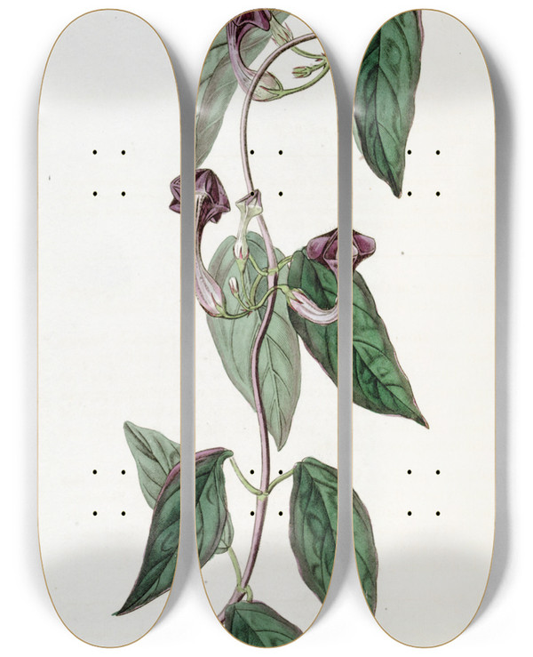 Triptych art skateboard deck of Sydenham Edwards Elegant Ceropegia by Sydenham Edwards (1768-1819)