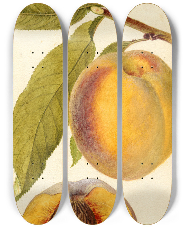 Triptych art skateboard deck of Deborah Griscom Passmore Prunus Persica Marcella by Deborah Griscom Passmore (1840-1911)