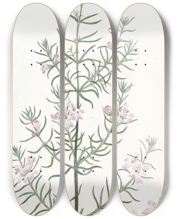 Triptych art skateboard deck of Sydenham Edwards Longleaved Westringia by Sydenham Edwards (1768-1819)