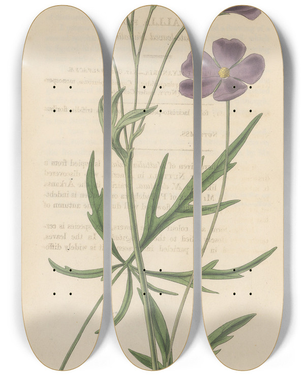 Triptych art skateboard deck of William Jackson Hooker Nuttallia Vepata by William Jackson Hooker (1785-1865)
