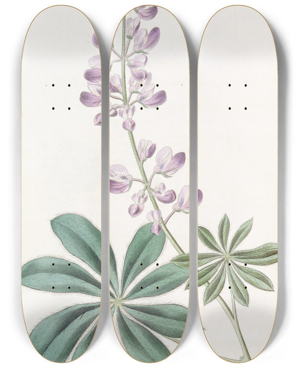 Triptych art skateboard deck of Sydenham Edwards Halfshrubby Lupine by Sydenham Edwards (1768-1819)