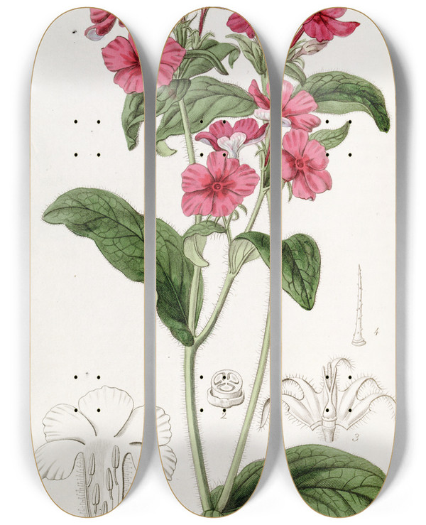 Triptych art skateboard deck of Sydenham Edwards Mr Drummonds Phlox by Sydenham Edwards (1768-1819)