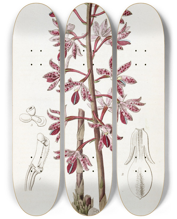 Triptych art skateboard deck of Sydenham Edwards Dotted Dipodium by Sydenham Edwards (1768-1819)