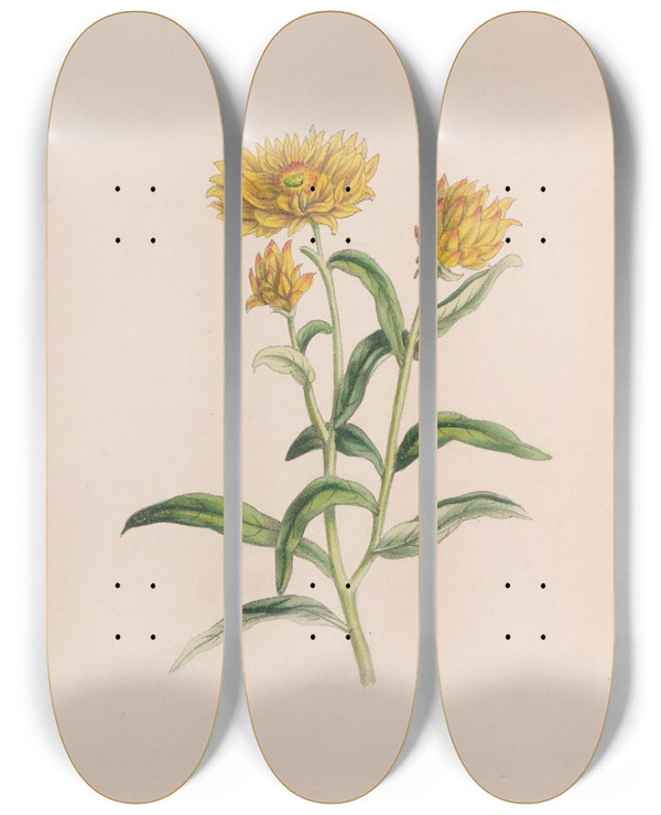 Triptych art skateboard deck of John Stevens Henslow Jasmine by John Stevens Henslow (1796-1861)