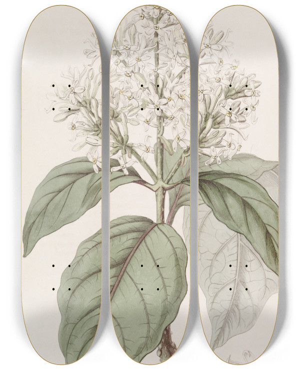 Triptych art skateboard deck of Sydenham Edwards Himalayan Lilac by Sydenham Edwards (1768-1819)