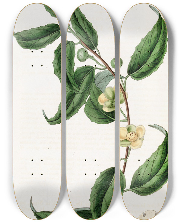 Triptych art skateboard deck of Sydenham Edwards Smallflowered Sphrostema by Sydenham Edwards (1768-1819)