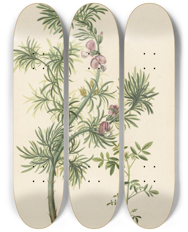 Triptych art skateboard deck of Herman Henstenburgh Brem Genista by Herman Henstenburgh (1667-1726)