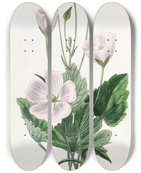 Triptych art skateboard deck of Sydenham Edwards Heartleaved Nuttallia by Sydenham Edwards (1768-1819)