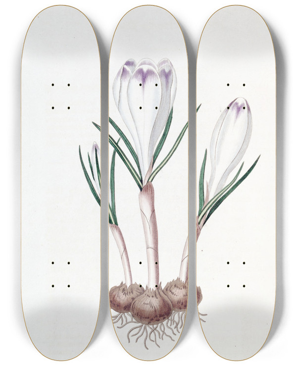 Triptych art skateboard deck of Sydenham Edwards Pheasants Feather Crocus by Sydenham Edwards (1768-1819)