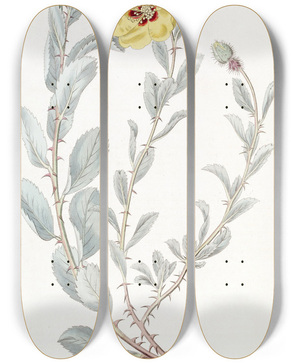 Triptych art skateboard deck of Sydenham Edwards Berberryleaved Lowea by Sydenham Edwards (1768-1819)