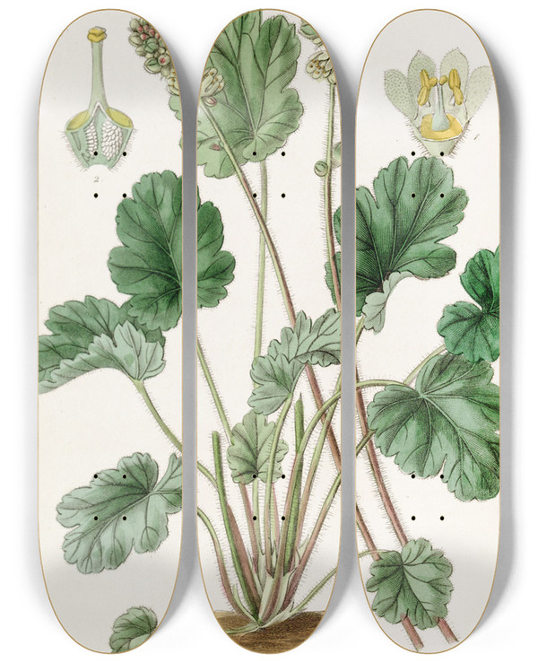 Triptych art skateboard deck of Sydenham Edwards Cylindrical Heuchera by Sydenham Edwards (1768-1819)