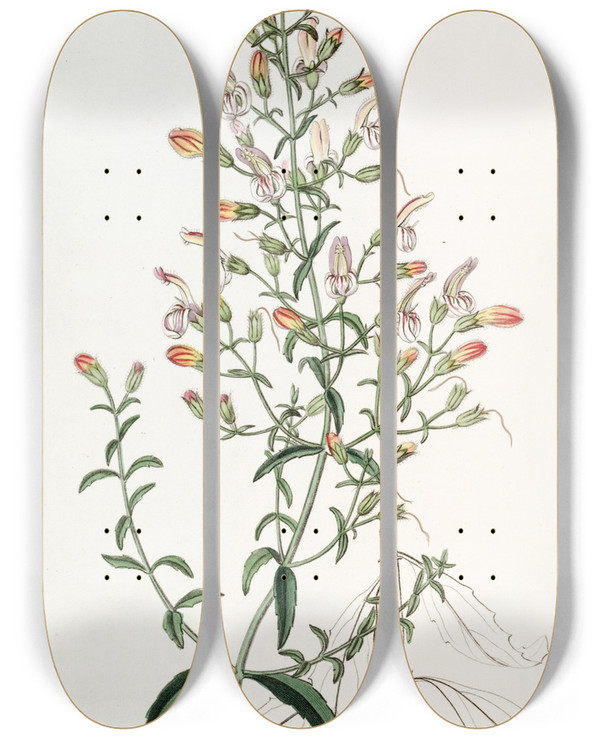 Triptych art skateboard deck of Sydenham Edwards Shortflowered Pentstemon by Sydenham Edwards (1768-1819)