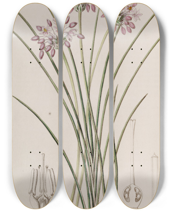 Triptych art skateboard deck of Sydenham Edwards Looseflowered Sowerbaea by Sydenham Edwards (1768-1819)