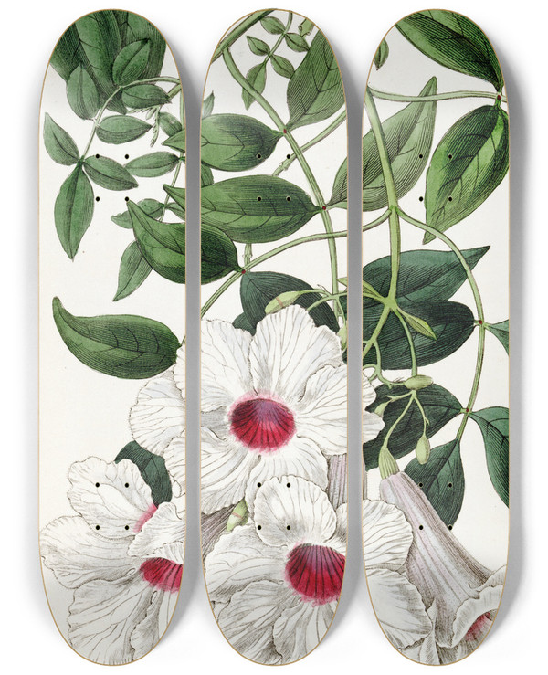 Triptych art skateboard deck of Sydenham Edwards Jasmineleaved Tecoma by Sydenham Edwards (1768-1819)