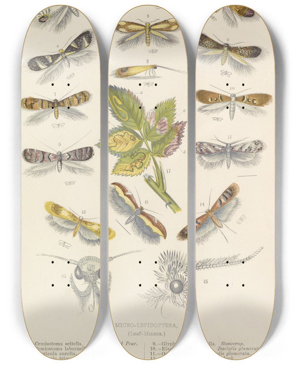 Triptych art skateboard deck of Barret And Sons Microlepidoptera Or Leaf Miners by Barret And Sons (19-)