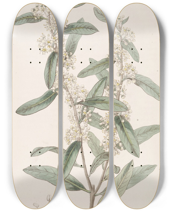Triptych art skateboard deck of Sydenham Edwards Longleaved Duvaua by Sydenham Edwards (1768-1819)