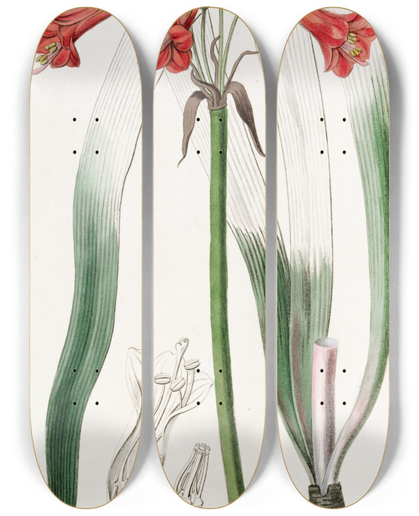 Triptych art skateboard deck of Sydenham Edwards Shorttubed Phycella by Sydenham Edwards (1768-1819)