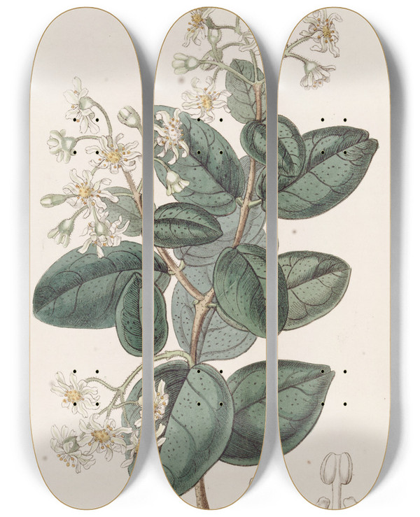Triptych art skateboard deck of Sydenham Edwards Sweetscented Boldu by Sydenham Edwards (1768-1819)
