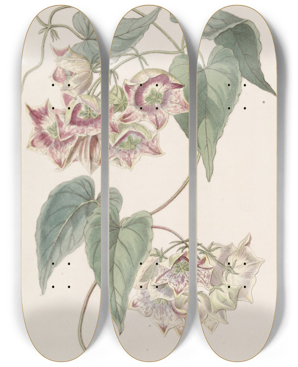 Triptych art skateboard deck of Sydenham Edwards Largeflowered Philibertia by Sydenham Edwards (1768-1819)