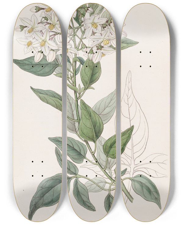 Triptych art skateboard deck of Sydenham Edwards Jasmineleaved Bittersweet by Sydenham Edwards (1768-1819)