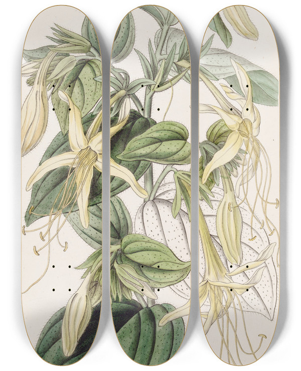 Triptych art skateboard deck of Sydenham Edwards Longstamened Macromeria by Sydenham Edwards (1768-1819)